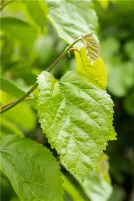 Weiße Maulbeere - Morus alba - Wildgehölze