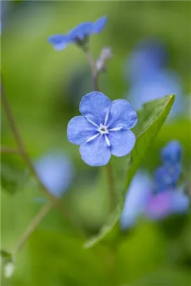 Frühlings-Gedenkemein - Omphalodes verna