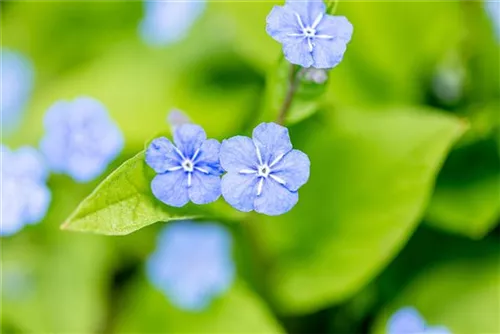 Frühlings-Gedenkemein - Omphalodes verna