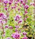 Garten-Blüten-Dost - Origanum laevigatum 'Herrenhausen'