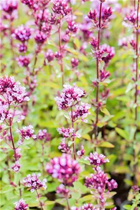 Garten-Blüten-Dost - Origanum laevigatum 'Herrenhausen'