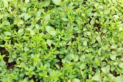 Garten-Blüten-Dost - Origanum laevigatum 'Herrenhausen'