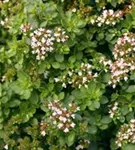 Garten-Dost - Origanum vulgare 'Compactum'