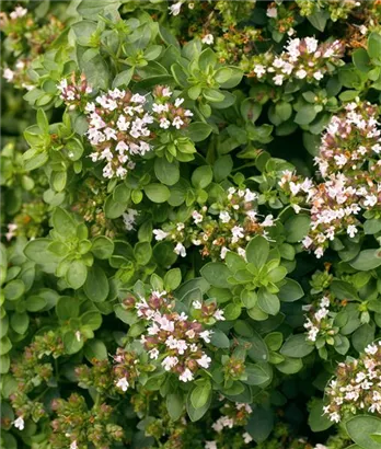 Garten-Dost - Origanum vulgare 'Compactum'