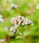 Garten-Dost - Origanum vulgare 'Thumbles'