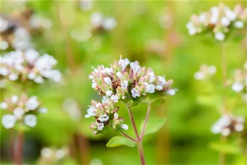 Garten-Dost - Origanum vulgare 'Thumbles'