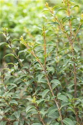 Burkwoods Duftblüte - Osmanthus burkwoodii - Formgehölze