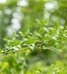 Burkwoods Duftblüte - Osmanthus burkwoodii - Formgehölze