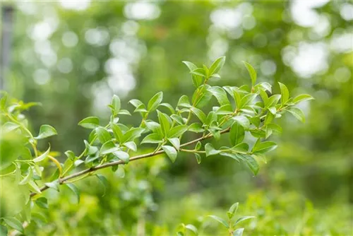 Burkwoods Duftblüte - Osmanthus burkwoodii - Formgehölze