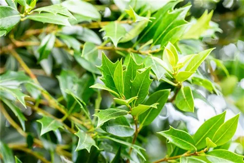 Stachelblättrige Duftblüte - Osmanthus heterophyllus - Formgehölze