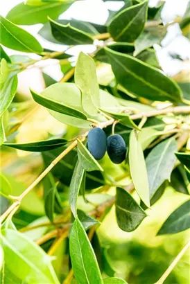 Stachelblättrige Duftblüte - Osmanthus heterophyllus - Formgehölze