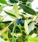 Stachelblättrige Duftblüte - Osmanthus heterophyllus - Formgehölze