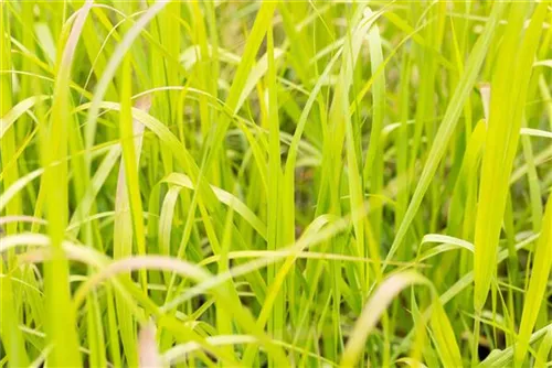 Garten-Ruten-Hirse - Panicum virgatum 'Heavy Metal'