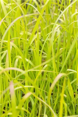 Garten-Ruten-Hirse - Panicum virgatum 'Heavy Metal'