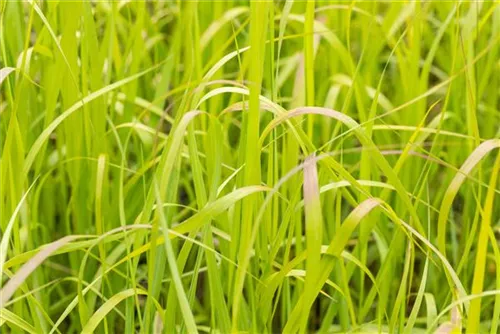 Garten-Ruten-Hirse - Panicum virgatum 'Heavy Metal'