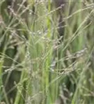 Garten-Ruten-Hirse - Panicum virgatum 'Northwind'