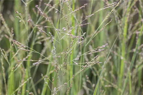 Garten-Ruten-Hirse - Panicum virgatum 'Northwind'