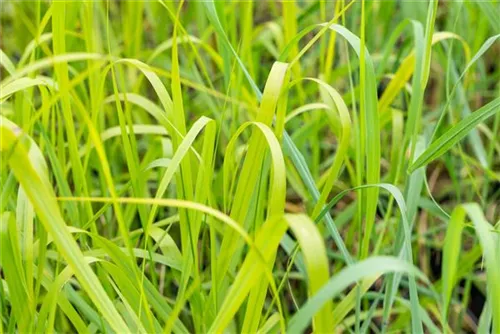 Garten-Ruten-Hirse - Panicum virgatum 'Rehbraun'