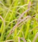 Garten-Ruten-Hirse - Panicum virgatum 'Shenandoah'