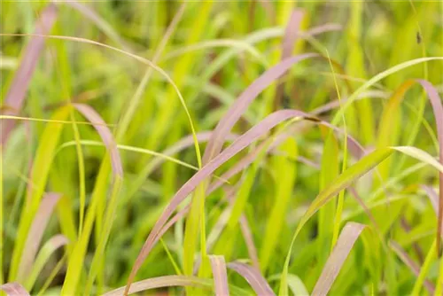 Garten-Ruten-Hirse - Panicum virgatum 'Shenandoah'