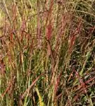 Garten-Ruten-Hirse - Panicum virgatum 'Shenandoah'