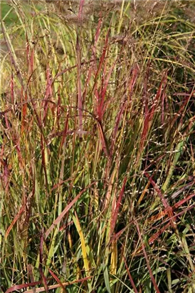 Garten-Ruten-Hirse - Panicum virgatum 'Shenandoah'