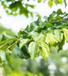 Eisenbaum - Parrotia persica - Baum