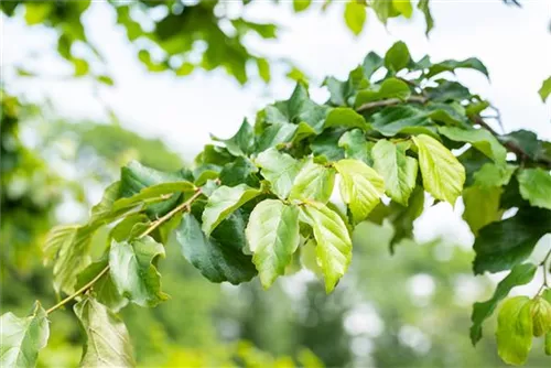 Eisenbaum - Parrotia persica - Baum