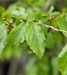 Eisenbaum 'Vanessa' - Parrotia persica 'Vanessa' - Formgehölze