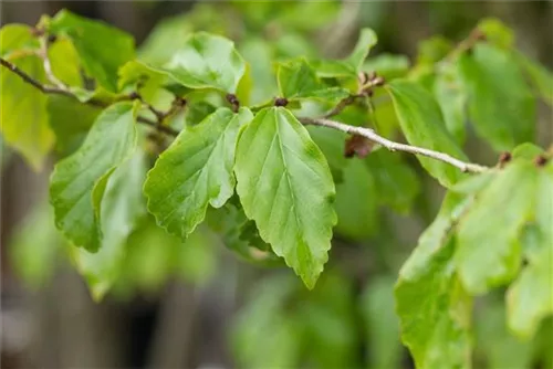 Eisenbaum 'Vanessa' - Parrotia persica 'Vanessa' - Formgehölze