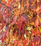 Wilder Wein - Parthenocissus quinquefolia