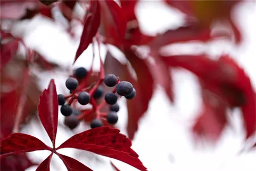 Wilder Wein - Parthenocissus quinquefolia