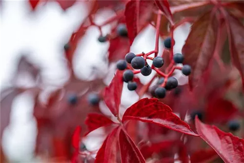 Wilder Wein - Parthenocissus quinquefolia