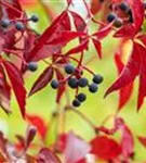 Wilder Wein - Parthenocissus quinquefolia