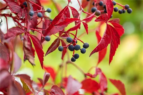 Wilder Wein - Parthenocissus quinquefolia