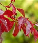 Wilder Wein - Parthenocissus quinquefolia