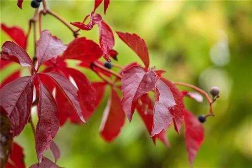 Wilder Wein - Parthenocissus quinquefolia