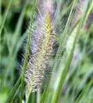 Asiatisches Federborstengras - Pennisetum alopecuroides, gen.