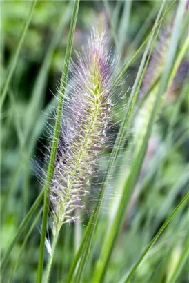 Asiatisches Federborstengras - Pennisetum alopecuroides, gen.