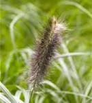 Asiatisches Federborstengras - Pennisetum alopecuroides, gen.