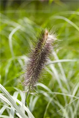 Asiatisches Federborstengras - Pennisetum alopecuroides, gen.