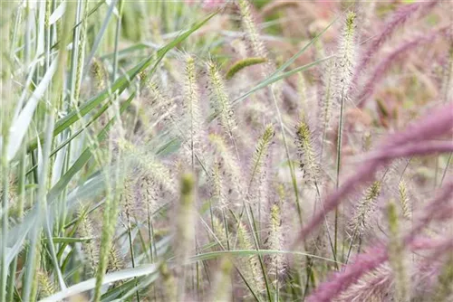 Asiatisches Federborstengras - Pennisetum alopecuroides, gen.