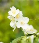 Duftend.Bauernjasmin - Philadelphus coronarius