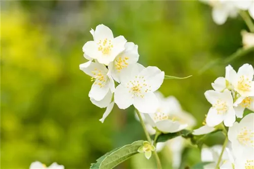 Duftend.Bauernjasmin - Philadelphus coronarius