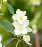 Duftend.Bauernjasmin - Philadelphus coronarius