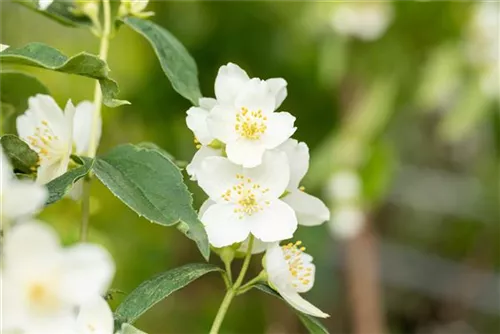 Duftend.Bauernjasmin - Philadelphus coronarius