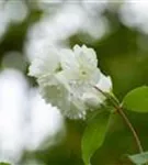 Gefüllter Gartenjasmin 'Schneesturm' - Philadelphus 'Schneesturm'