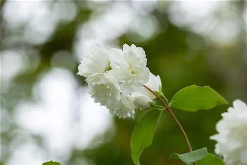 Gefüllter Gartenjasmin 'Schneesturm' - Philadelphus 'Schneesturm'