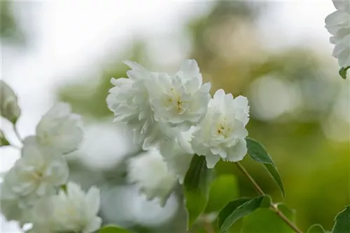 Gefüllter Gartenjasmin 'Schneesturm' - Philadelphus 'Schneesturm'