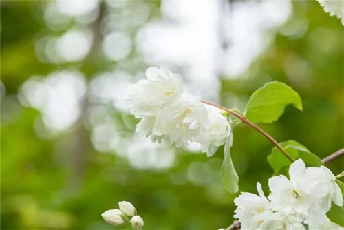 Gefüllter Gartenjasmin 'Schneesturm' - Philadelphus 'Schneesturm'